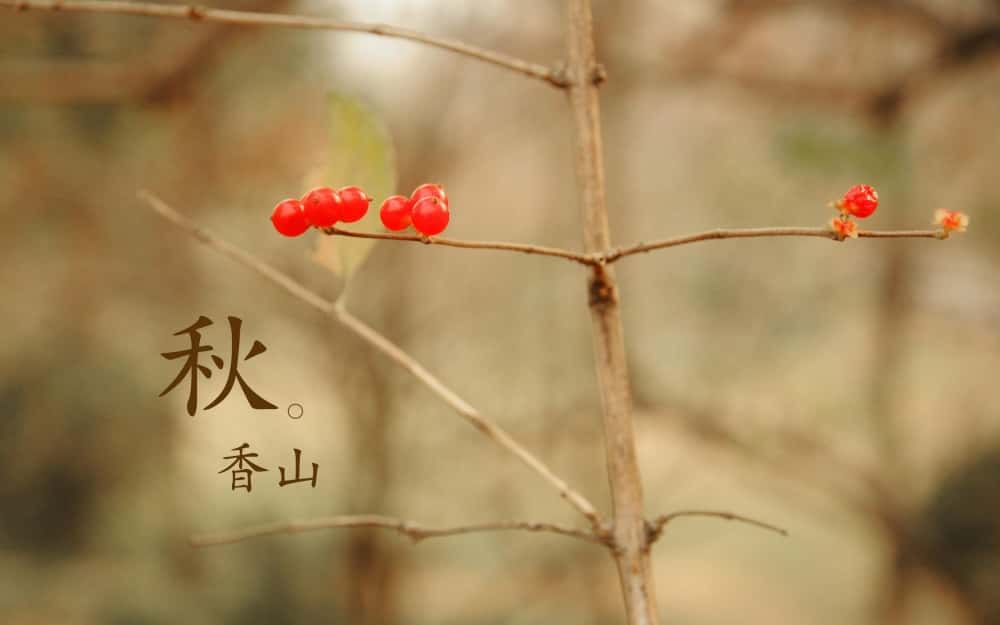 寝室文化节工作总结集合4篇