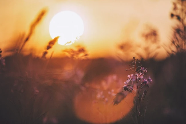 保险员工妇女节真诚祝福语