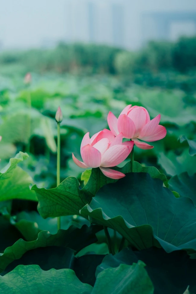 自媒体导航-https://www.zmt.wiki