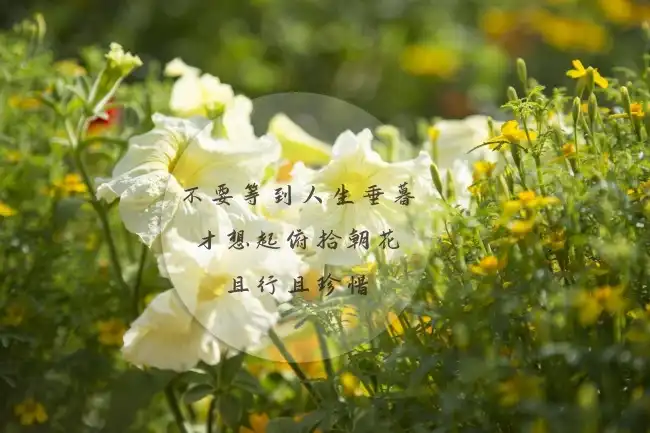早安心语简短句子女56条